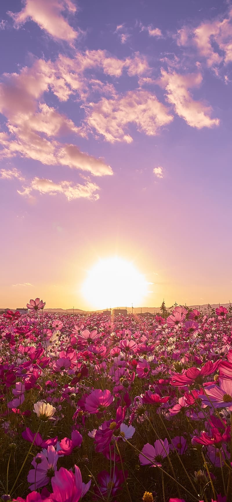 Nature, Flowers, Sky, Sun, Flower, , Field, Japan, Cosmos, Purple Flower, HD phone wallpaper