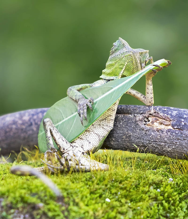 lizards, guitar, leaves, grass, HD phone wallpaper