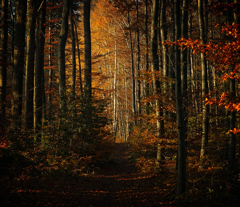 forest, autumn, path, trees, HD wallpaper