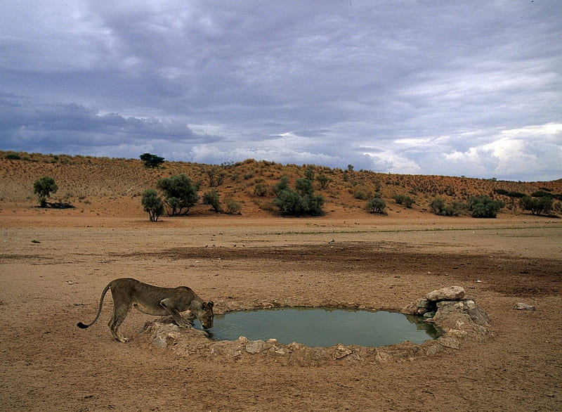 Thirst quenching Lioness, pond, water, desert, plants, drink, lioness, HD wallpaper