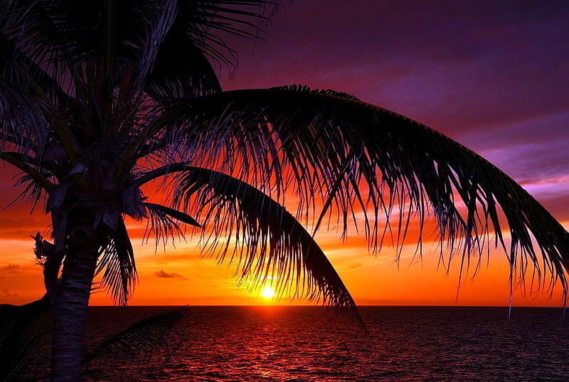 tropical beach sunrise wallpaper