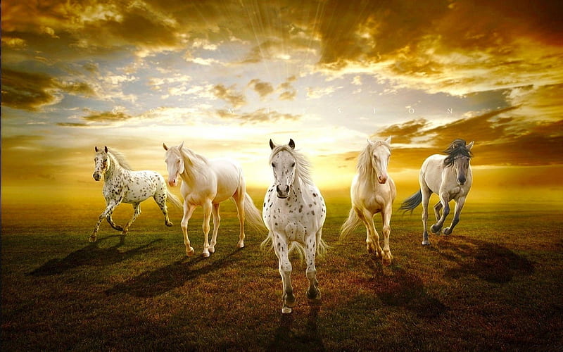 HORSE, art, horses, nice, white, wild, HD wallpaper