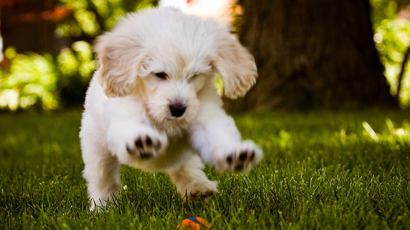 Little Dog Play In The Wood, grass, ground, wood, puppy, dog, animal, play, HD wallpaper