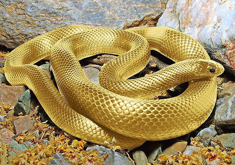 Golden snake, cute, golden, hot, animals, snake, HD wallpaper