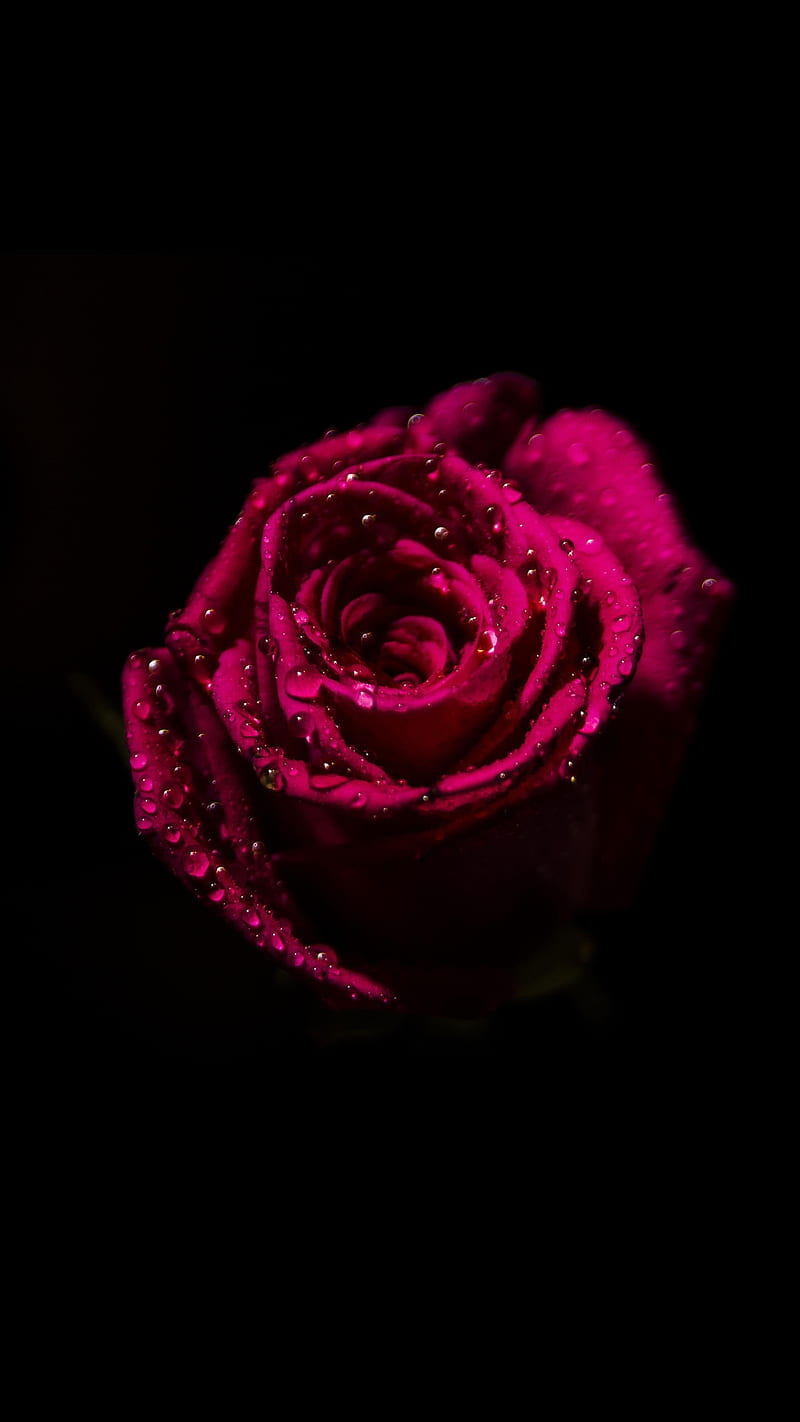 Amoled, love, big, flowers, love, much, real, rose, you, HD phone wallpaper  | Peakpx