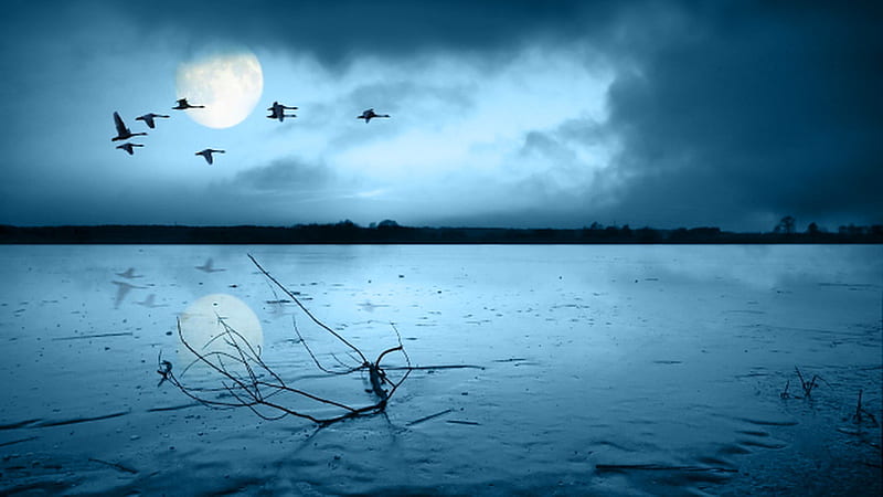 Out of the blue, geese, water, flight, clouds, sky, branch, blue, mist, HD wallpaper