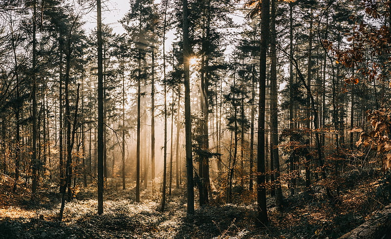 forest, fog, sunlight, dawn, nature, HD wallpaper