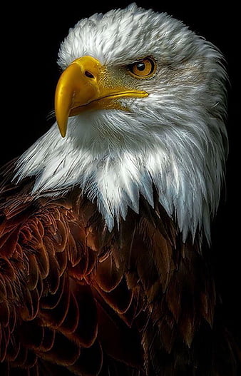 HD wallpaper eagle birds black eagles prey thumbnail