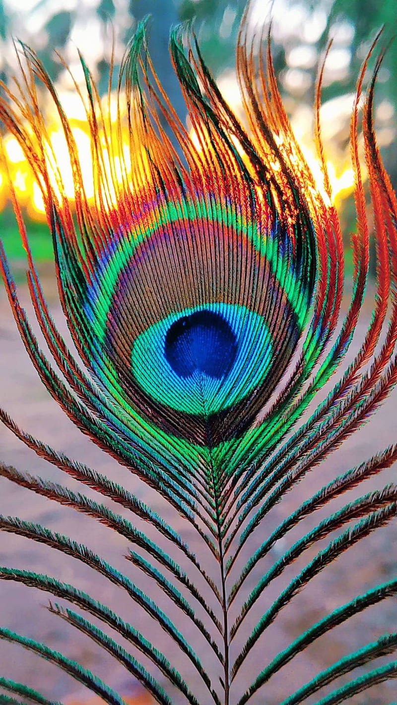 Sree Krishna feather, Peacock, aqua, art, Hindu, OM, Shanti HD phone  wallpaper | Pxfuel
