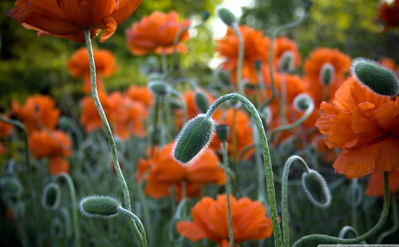 Poppy Bud, poppy, orange, stems, trees, bud, leaves, daylight, green, flowers, day, nature, petals, HD wallpaper