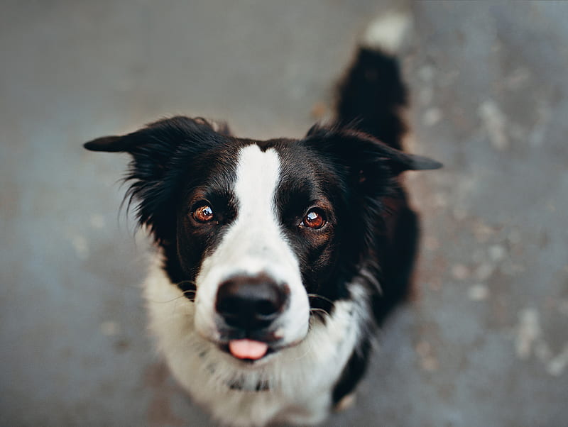 dog, protruding tongue, funny, muzzle, HD wallpaper
