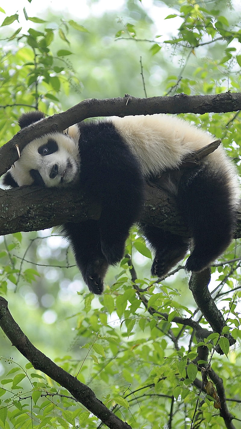 Sleepy Panda, nap time, HD phone wallpaper