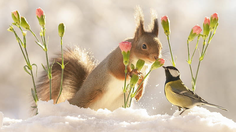Squirrel With Flower Standing On Snow Near Titmouse Squirrel, HD wallpaper