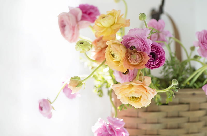 Ranunculus, basket, flower, yellow, white, pink, HD wallpaper