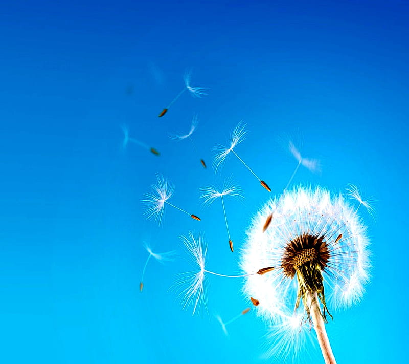 Dandelion, HD wallpaper | Peakpx