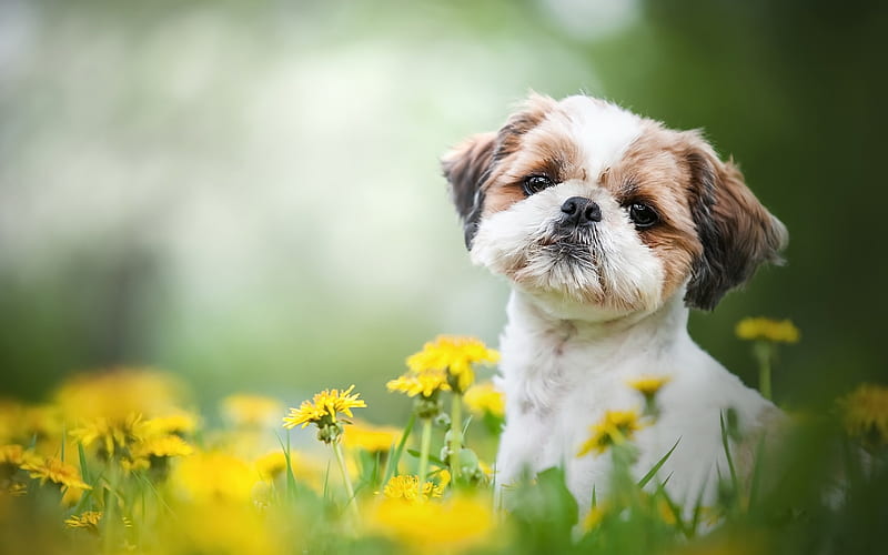 Shih Tzu, little cute dog, curly puppy, cute animals, pets, field yellow flowers, green grass, HD wallpaper