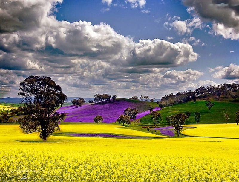 Colorful Fields, rape, sky, trees, clouds, HD wallpaper