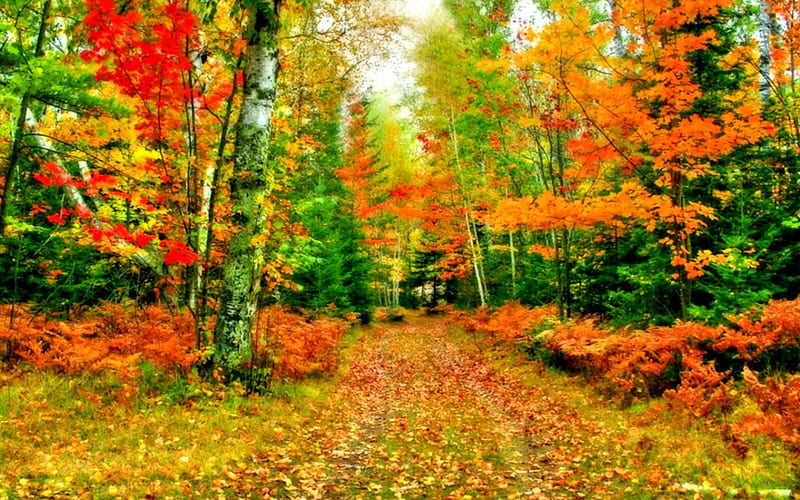 AUTUMN PATHWAY, landscap, colors of nature, forest, autumn, autumn leaves, trees, seasons, leaves, bright colors, natur, splendo, HD wallpaper