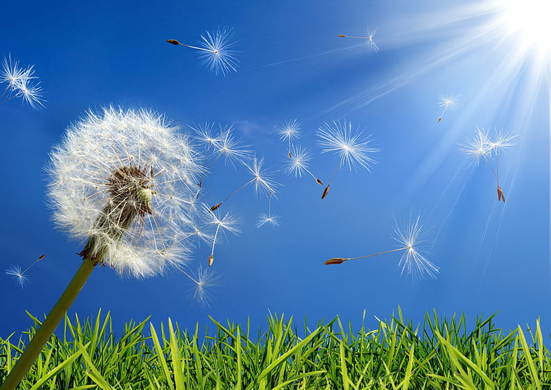 Dandelion, seeds, sun, green, wind, white, blue, card, HD wallpaper