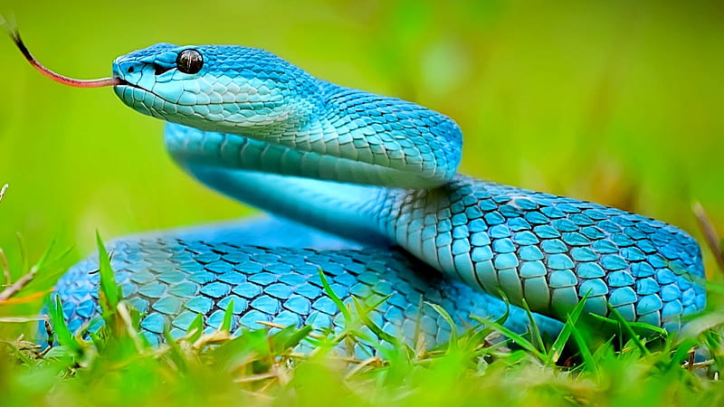 Viper, reptile, snake, blue, HD wallpaper | Peakpx