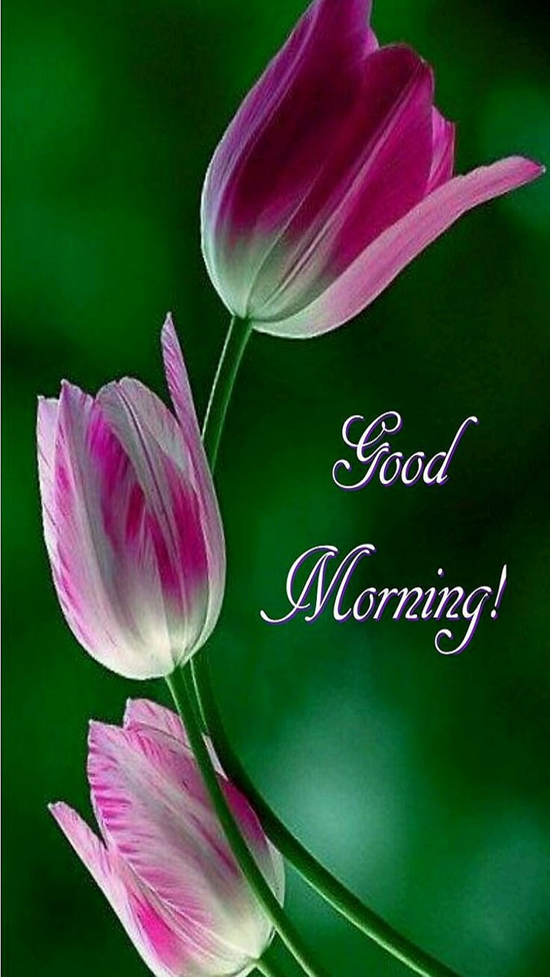 Good Morning, flowers, tulips, HD phone wallpaper | Peakpx