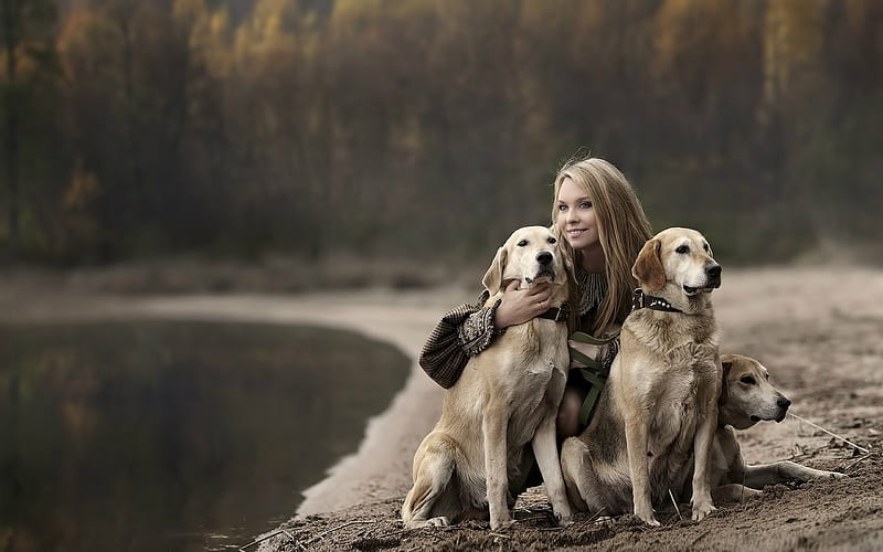 Girl With Labradors, labrador-retriever, dog, animals, labrador, HD wallpaper