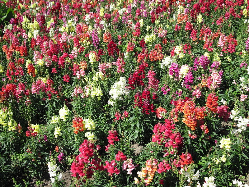 snapdragons flowers field in many colors , red, orange, yellow, snapdragons, graphy, green, Flowers, white, field, HD wallpaper
