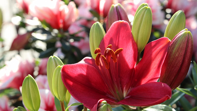 Red Lily Flower Flowers, HD wallpaper
