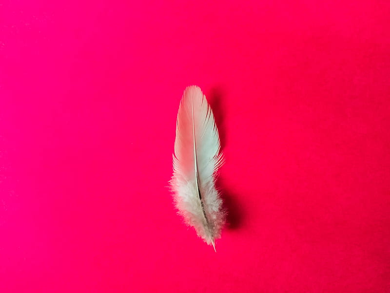 Pink Feather, beutiful, feathers, galaxy, love, mymobileclickss, nature, note, HD wallpaper