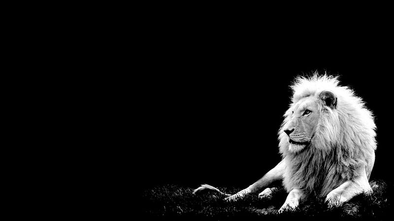 black and white, male, cats, lion, HD wallpaper