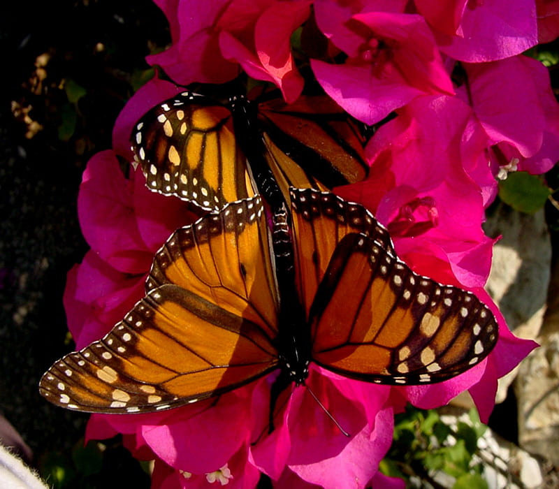 Bougainvillea Monarch Butterflies, Bougainvillea, Butterfly, Monarch, Flower, HD wallpaper