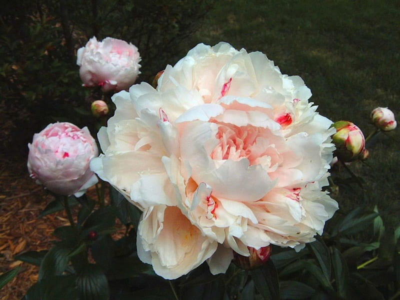 Creamy Pink Peonies, creamy pink peony, garden, flowers, HD wallpaper