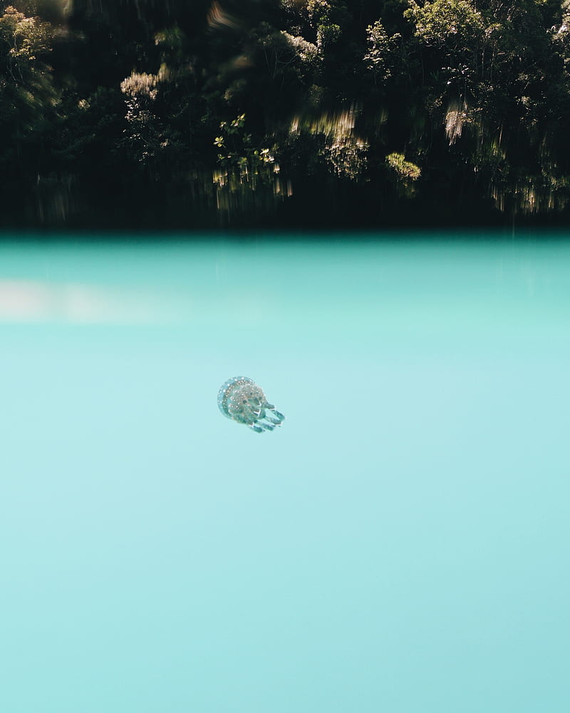 jellyfish, underwater world, depth, water, blue, HD phone wallpaper
