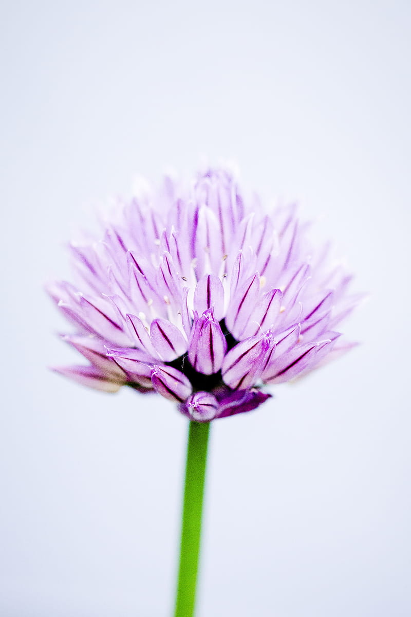 Close-Up graphy Of Pink Allium, HD phone wallpaper