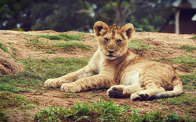 little lion cub, evening, sunset, wildlife, lion, predator, HD wallpaper