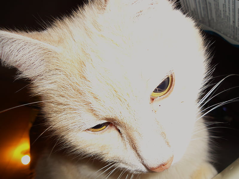 Gato en flash, lindo, flash, cara, gato, Fondo de pantalla HD | Peakpx