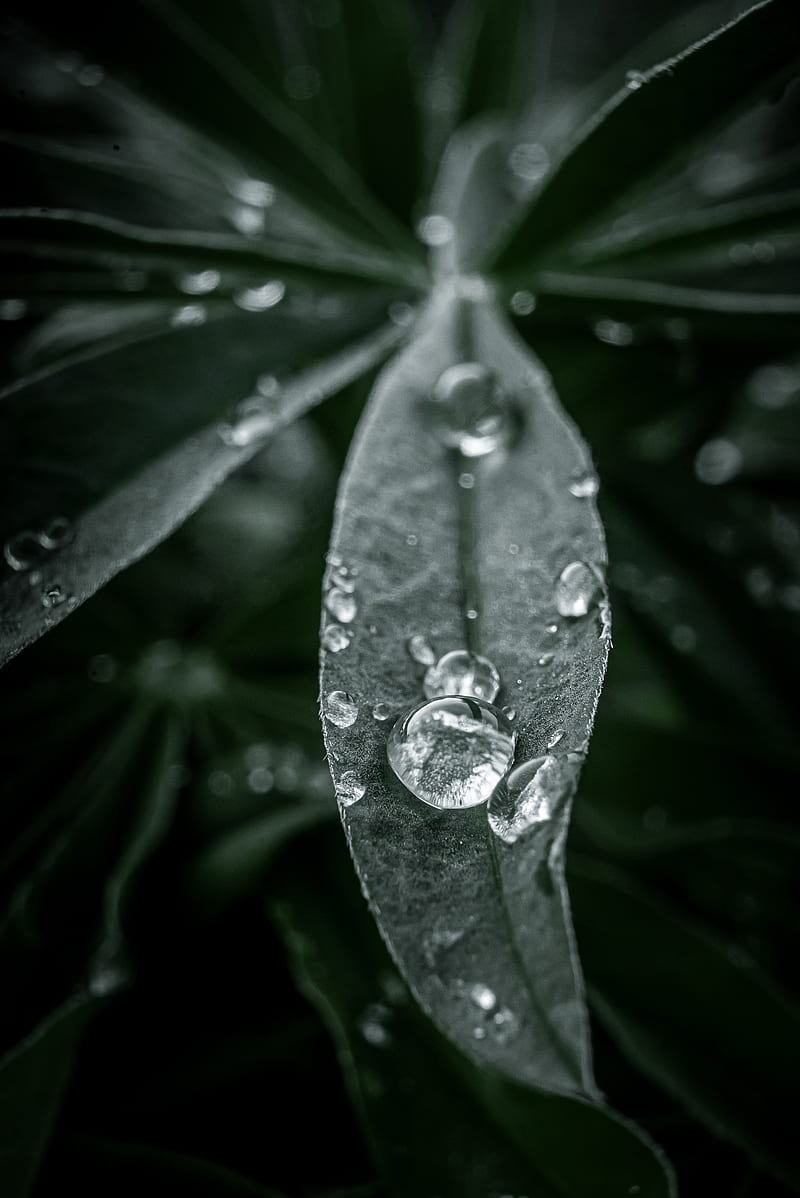 Water Drop On Leaf Wallpaper : Water Drop On Leaf Wallpapers For Mobile ...