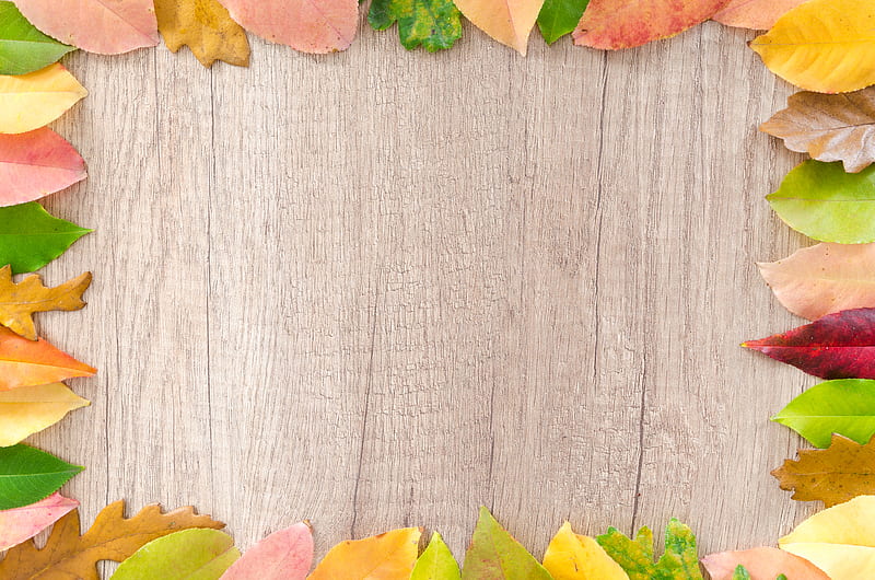 Assorted Leaves Piled on Border of Brown Wooden Board, HD wallpaper