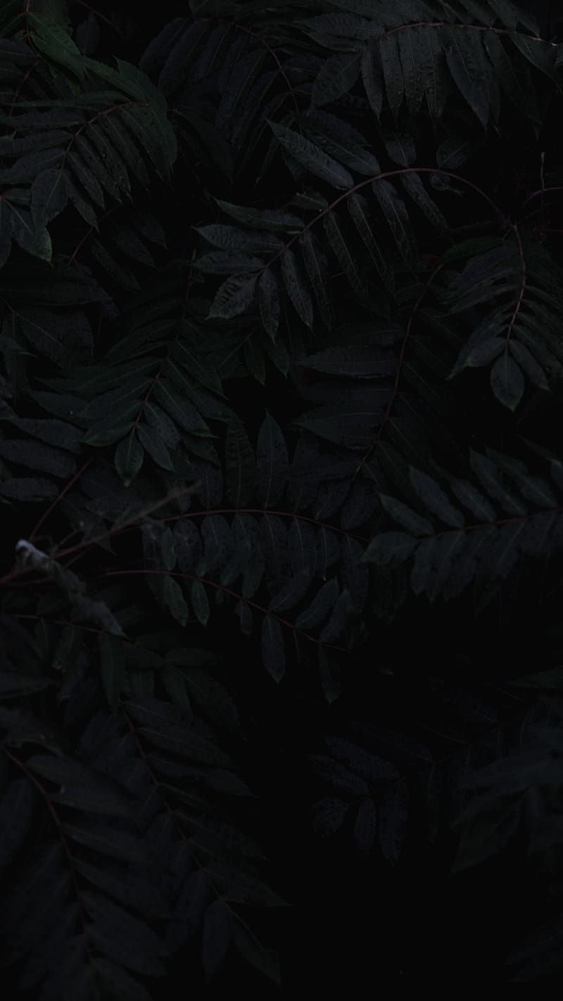 Black Lover, Leaf, HD phone wallpaper