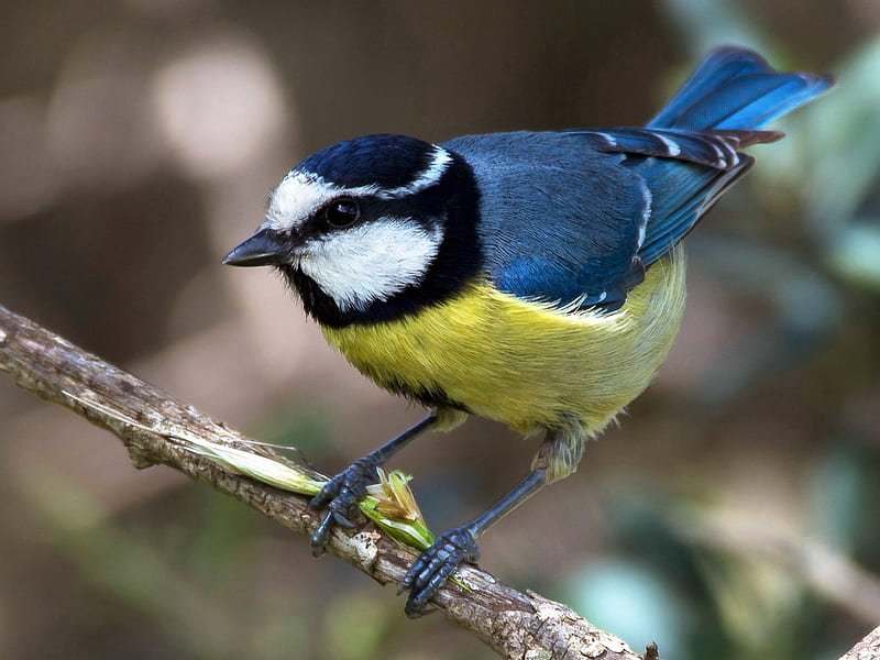 Great Tit, bird, african, pasari, black, yellow, pitigoi, blue, HD wallpaper