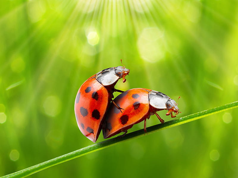 Ladybugs, Two, Insects, Lady bettle, Animals, HD wallpaper