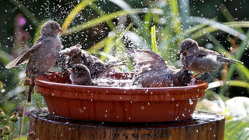 Sparrow's bathing day, garden, funny, water, bowl, HD wallpaper