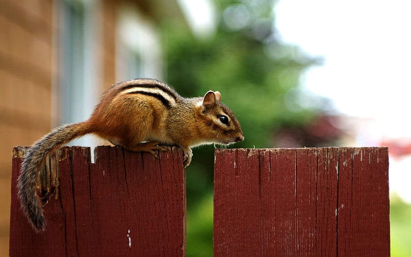loveable Chipmunk on a Fence - Chipmunk, HD wallpaper