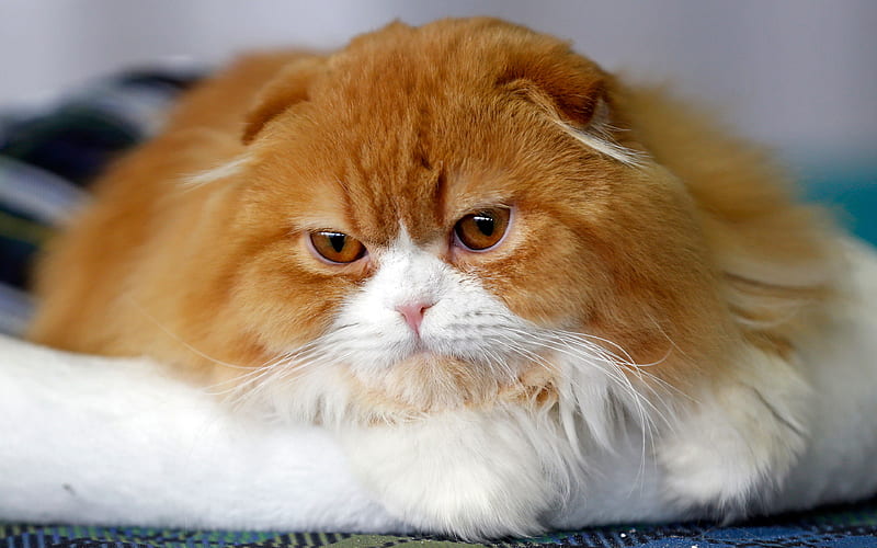 Ginger Scottish Fold cat, funny cats fluffy ginger cat, cute animals, cats, HD wallpaper