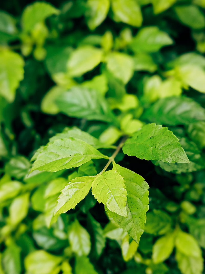 Green Leaves in Tilt Shift Lens, HD phone wallpaper