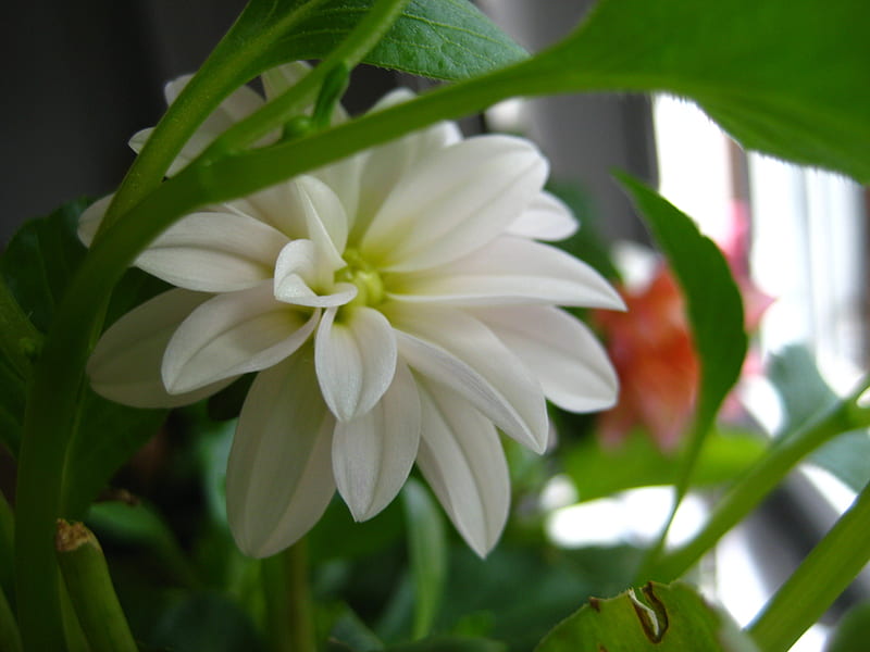 Dahlia 5, flower, blossom, white, dahlia, HD wallpaper
