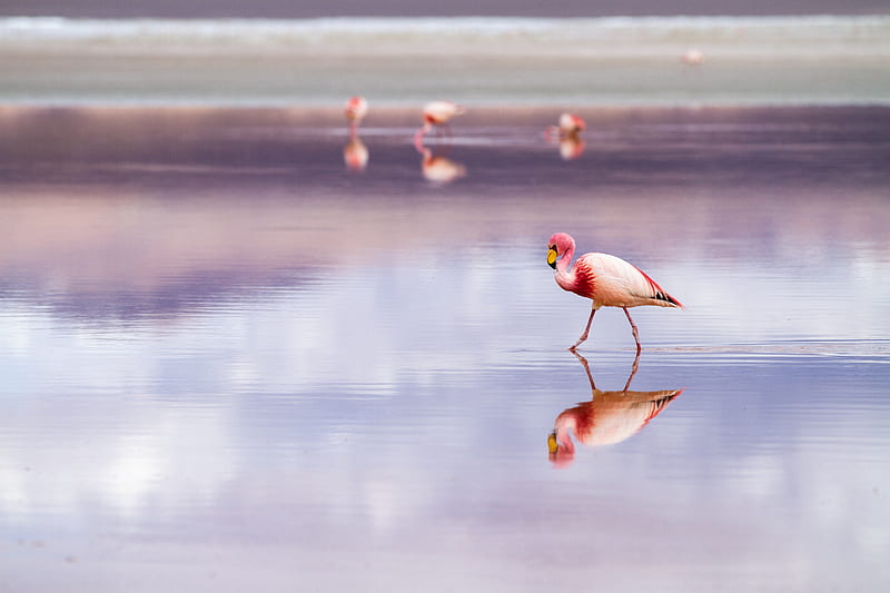 white and pink herons in beach, HD wallpaper