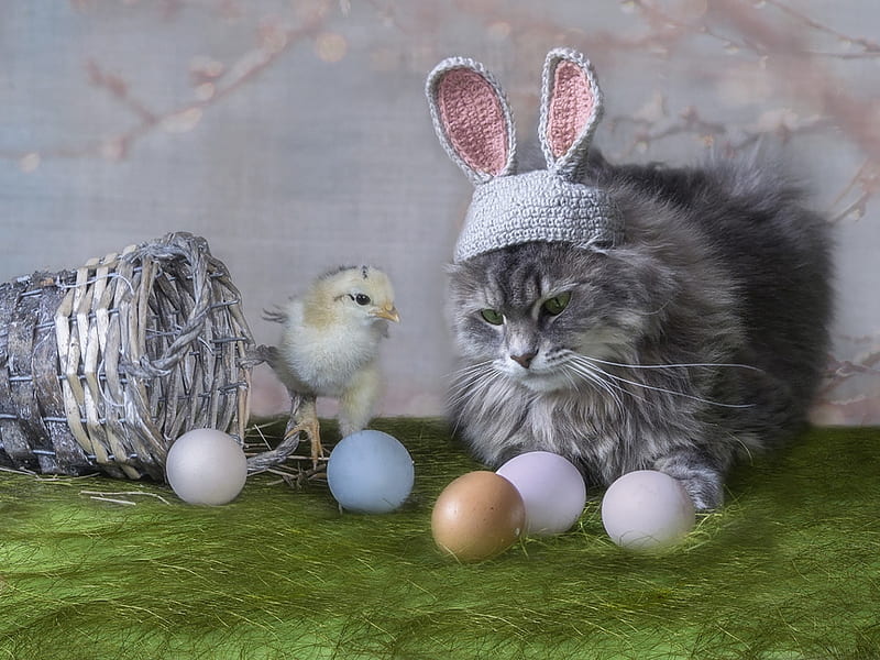 Just Easter friends, daykiney, chicken, ears, easter, cat, egg, cute, basket, bunny, pisica, HD wallpaper