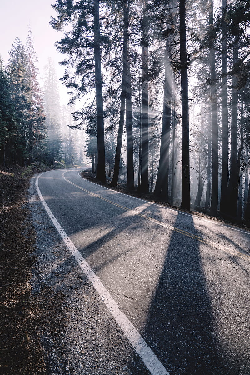 road, turn, fog, trees, forest, sunlight, HD phone wallpaper