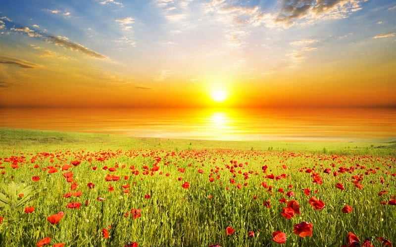 Sunrise, sun, flower, nature, field, HD wallpaper